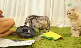 猫抓老鼠视频,一场欢乐的追逐战